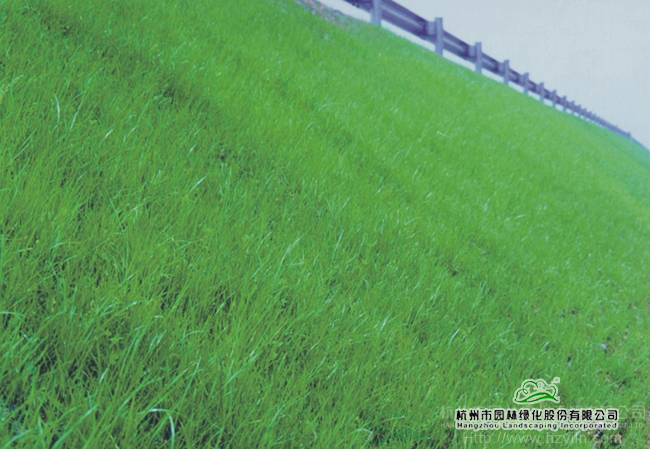 亚洲精品白浆高清久久久久久