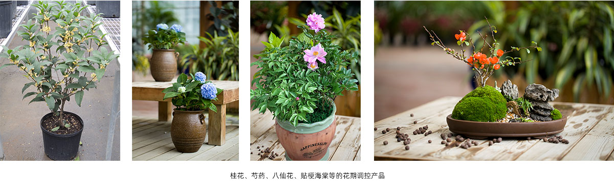 亚洲精品白浆高清久久久久久