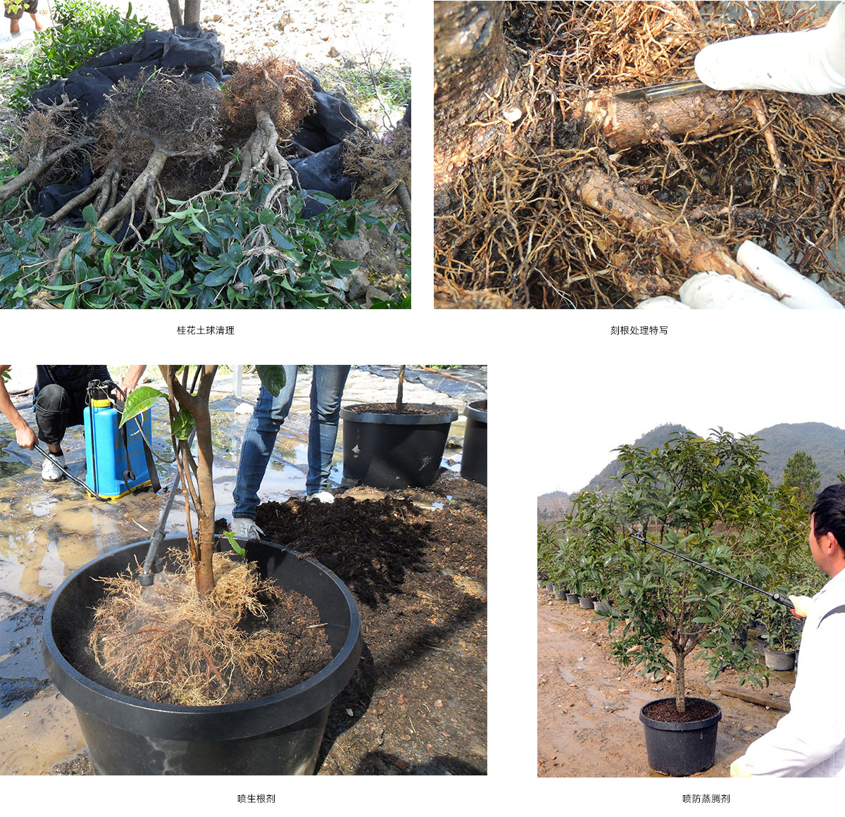 亚洲精品白浆高清久久久久久