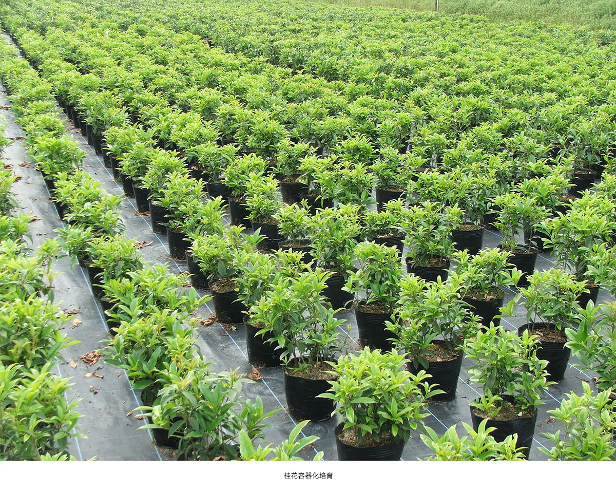 亚洲精品白浆高清久久久久久