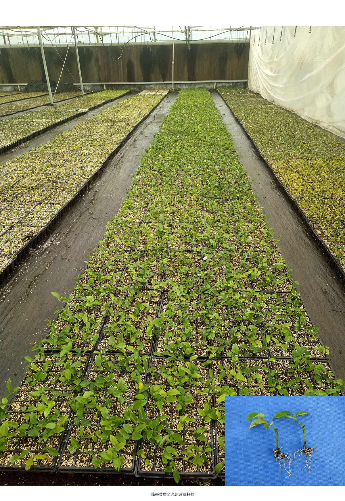 亚洲精品白浆高清久久久久久