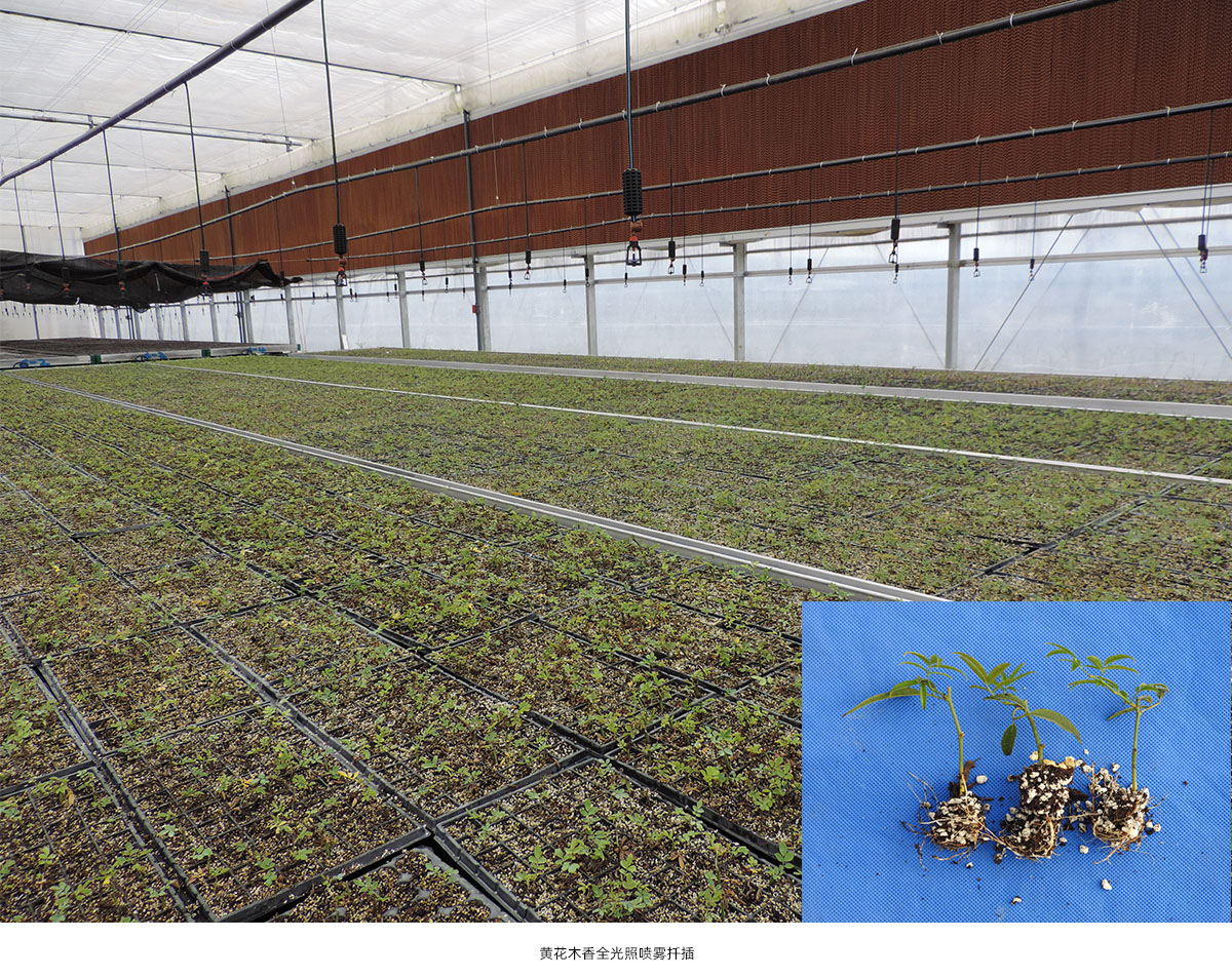 亚洲精品白浆高清久久久久久