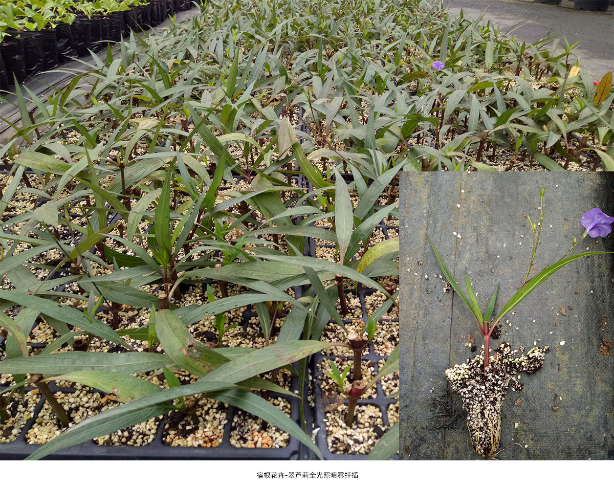 亚洲精品白浆高清久久久久久