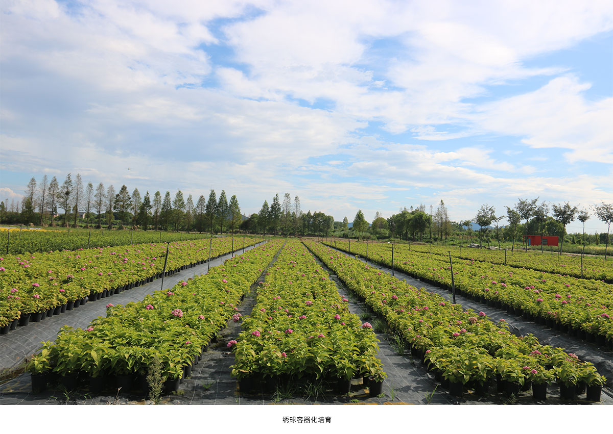 亚洲精品白浆高清久久久久久