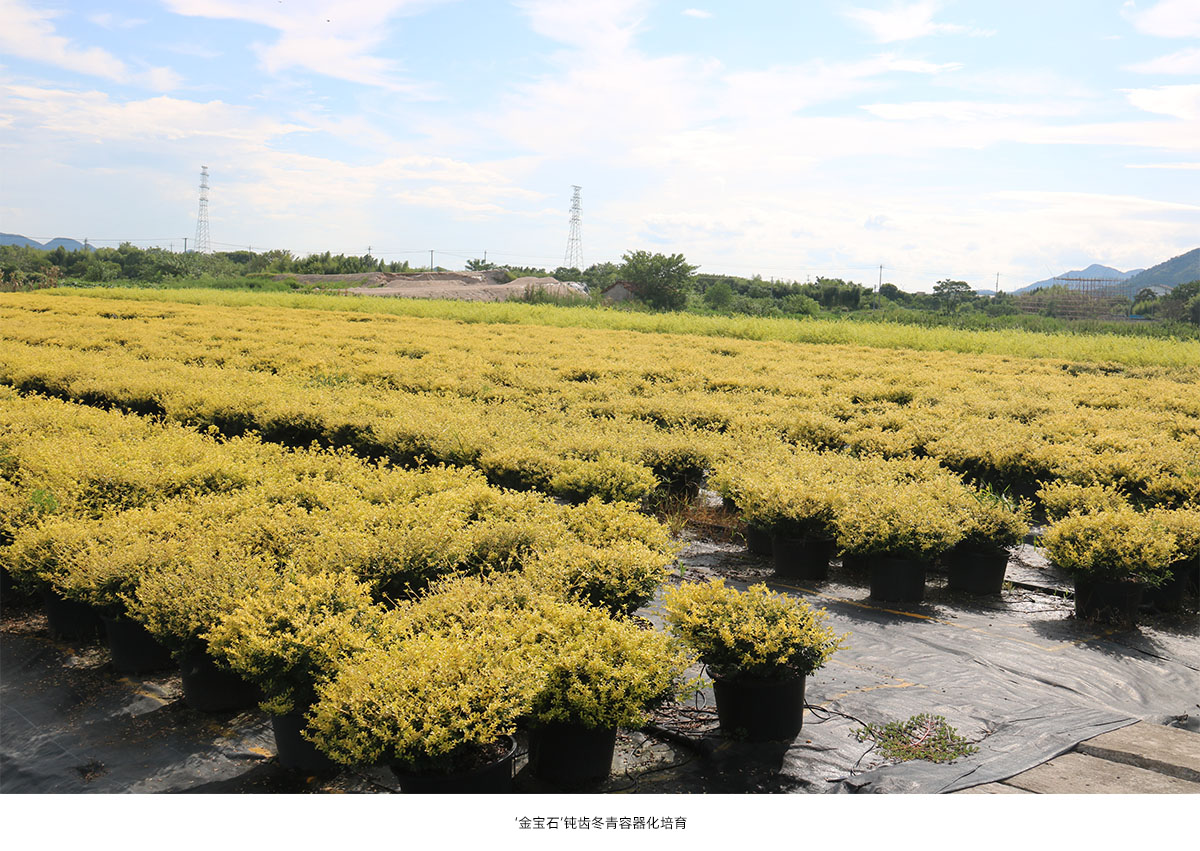 亚洲精品白浆高清久久久久久