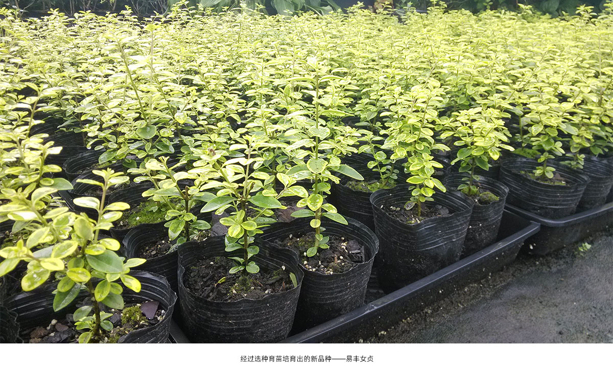 亚洲精品白浆高清久久久久久