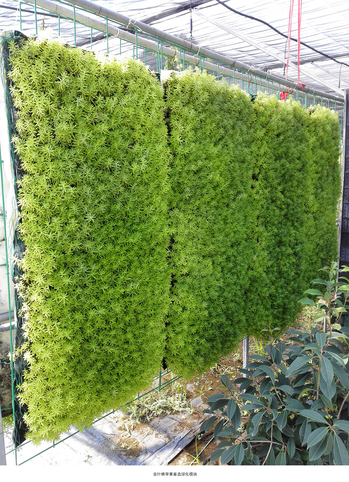 亚洲精品白浆高清久久久久久