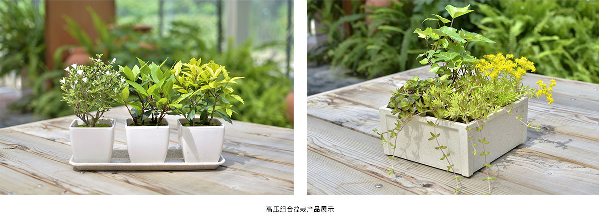 亚洲精品白浆高清久久久久久