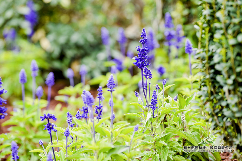 亚洲精品白浆高清久久久久久