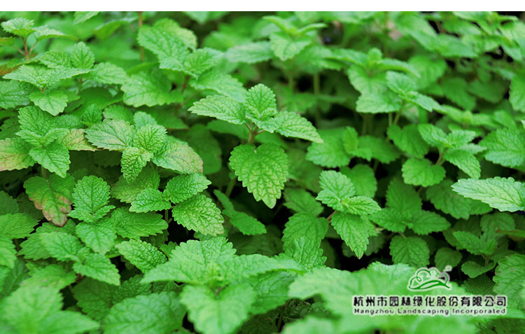 亚洲精品白浆高清久久久久久