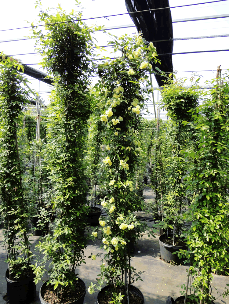 亚洲精品白浆高清久久久久久