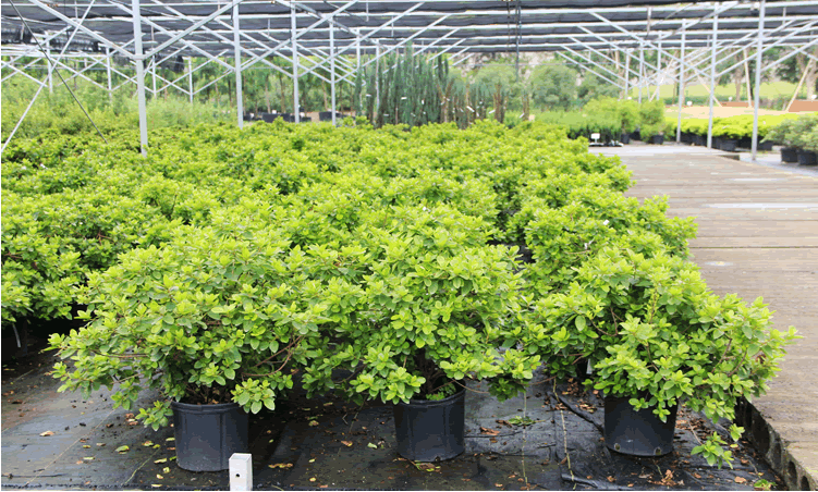 亚洲精品白浆高清久久久久久