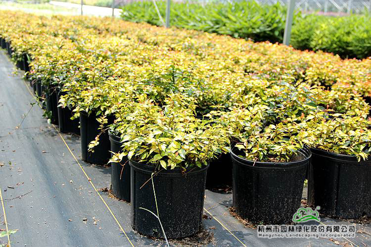 亚洲精品白浆高清久久久久久