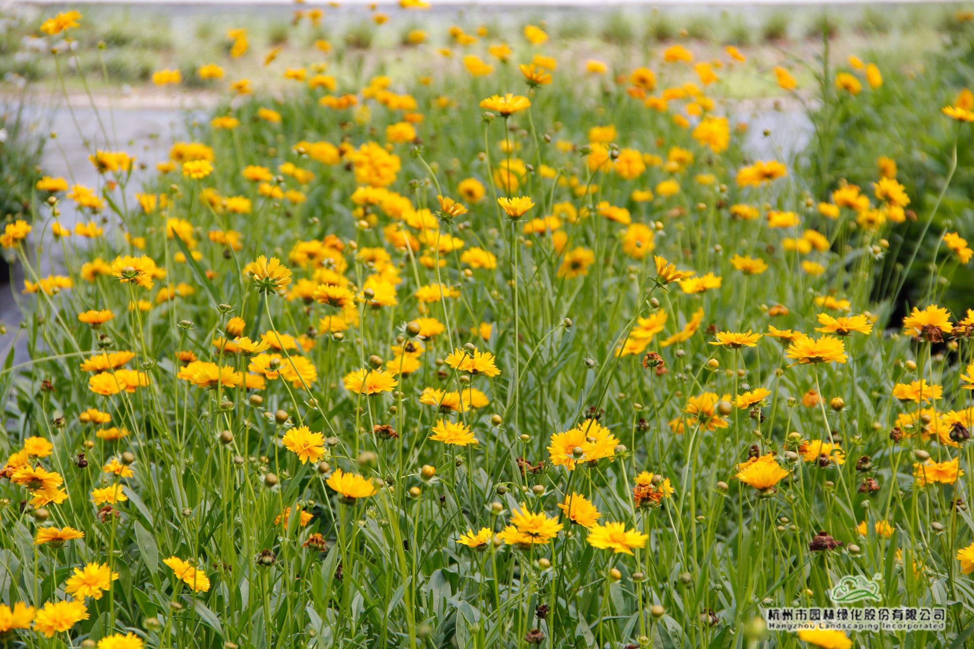 亚洲精品白浆高清久久久久久