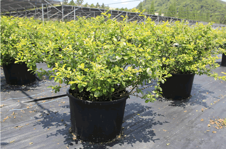 亚洲精品白浆高清久久久久久