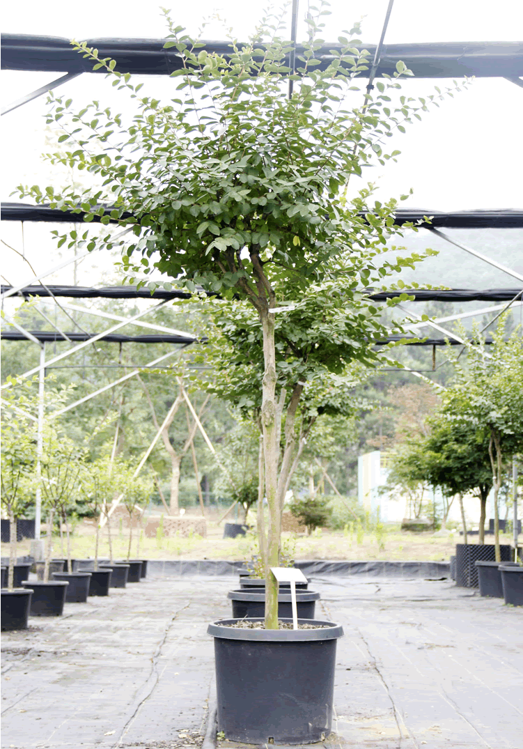 亚洲精品白浆高清久久久久久