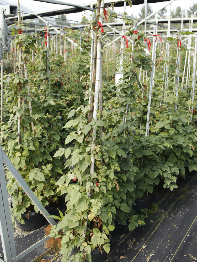 亚洲精品白浆高清久久久久久