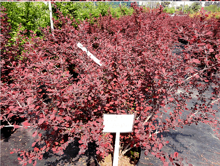 亚洲精品白浆高清久久久久久