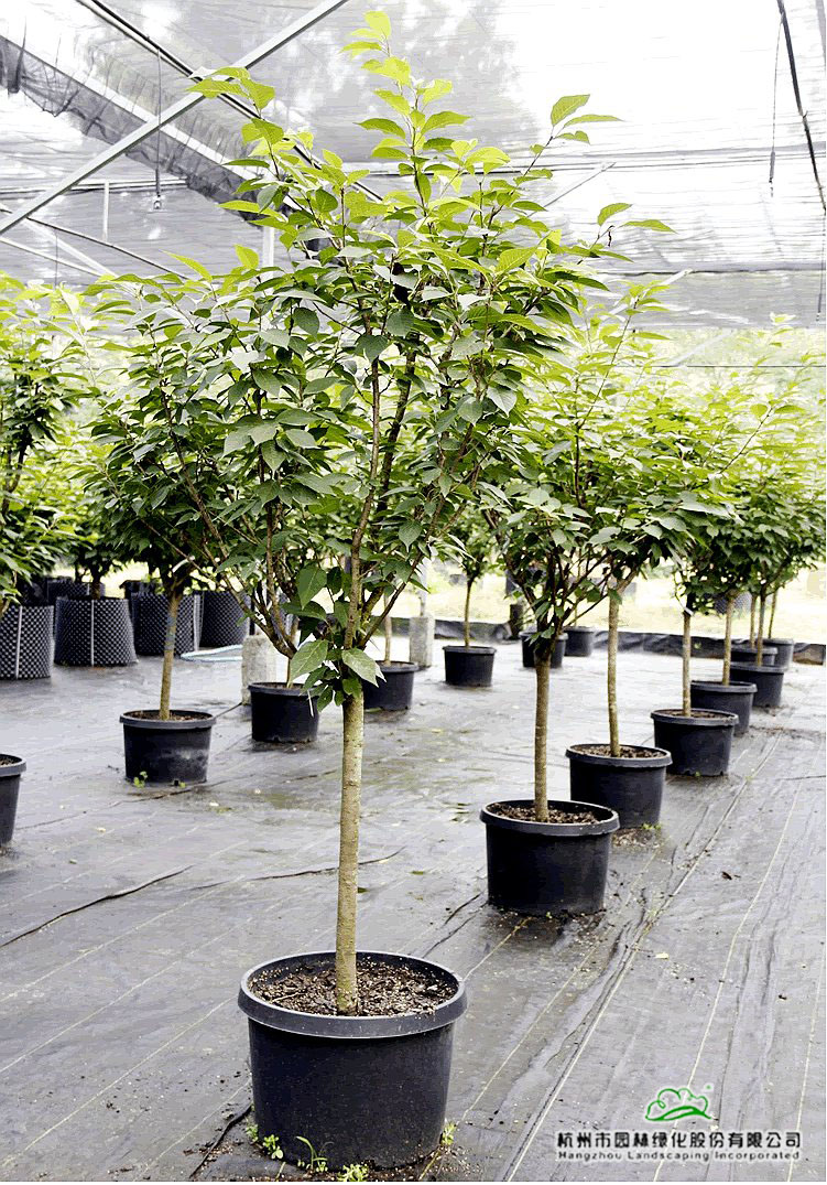 亚洲精品白浆高清久久久久久