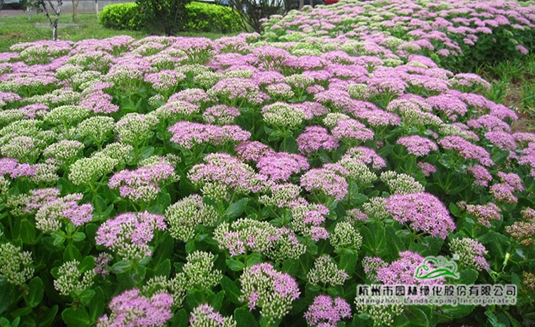 亚洲精品白浆高清久久久久久