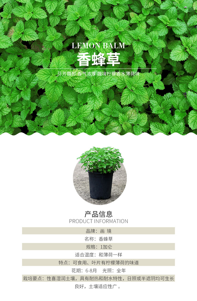 亚洲精品白浆高清久久久久久