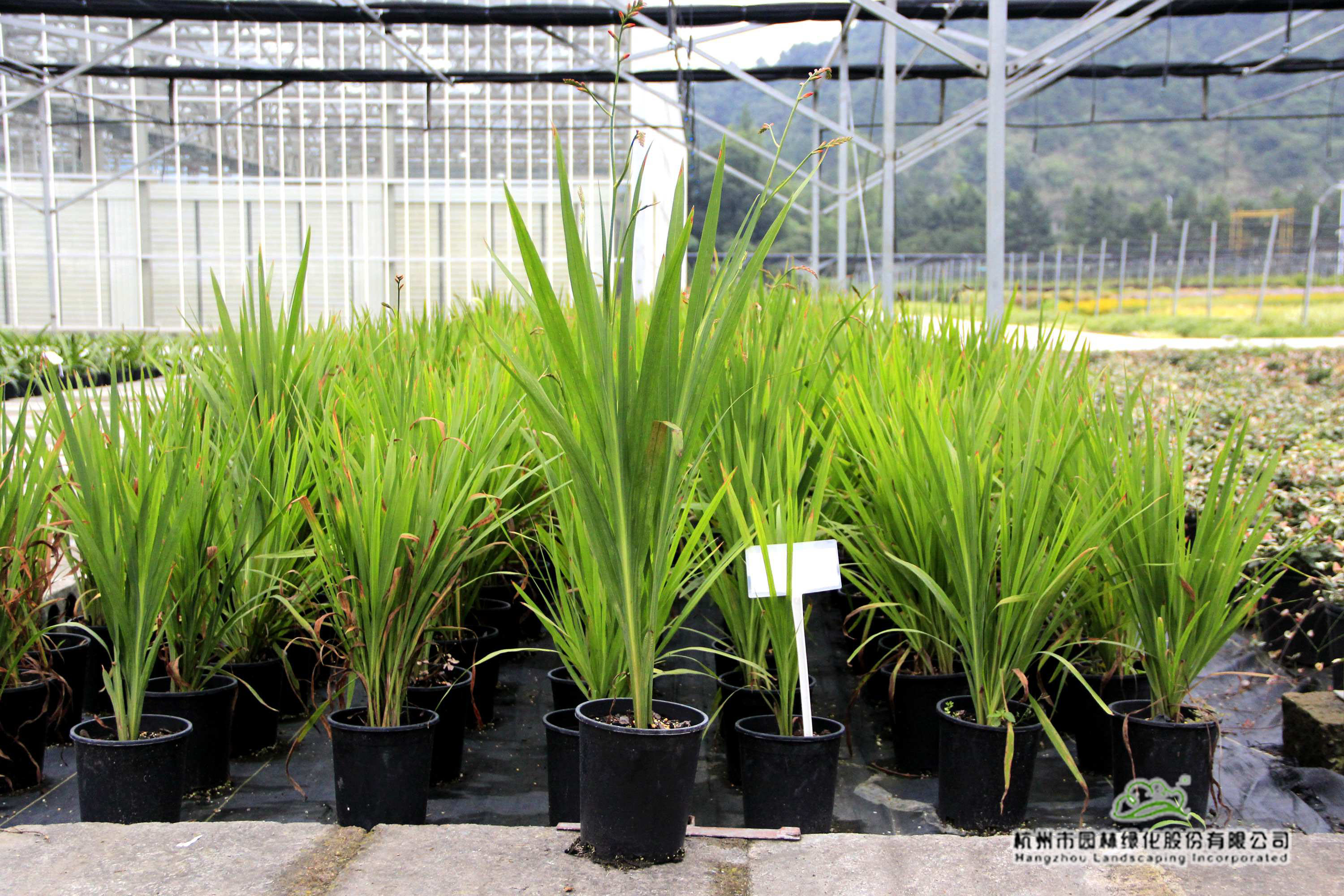 亚洲精品白浆高清久久久久久