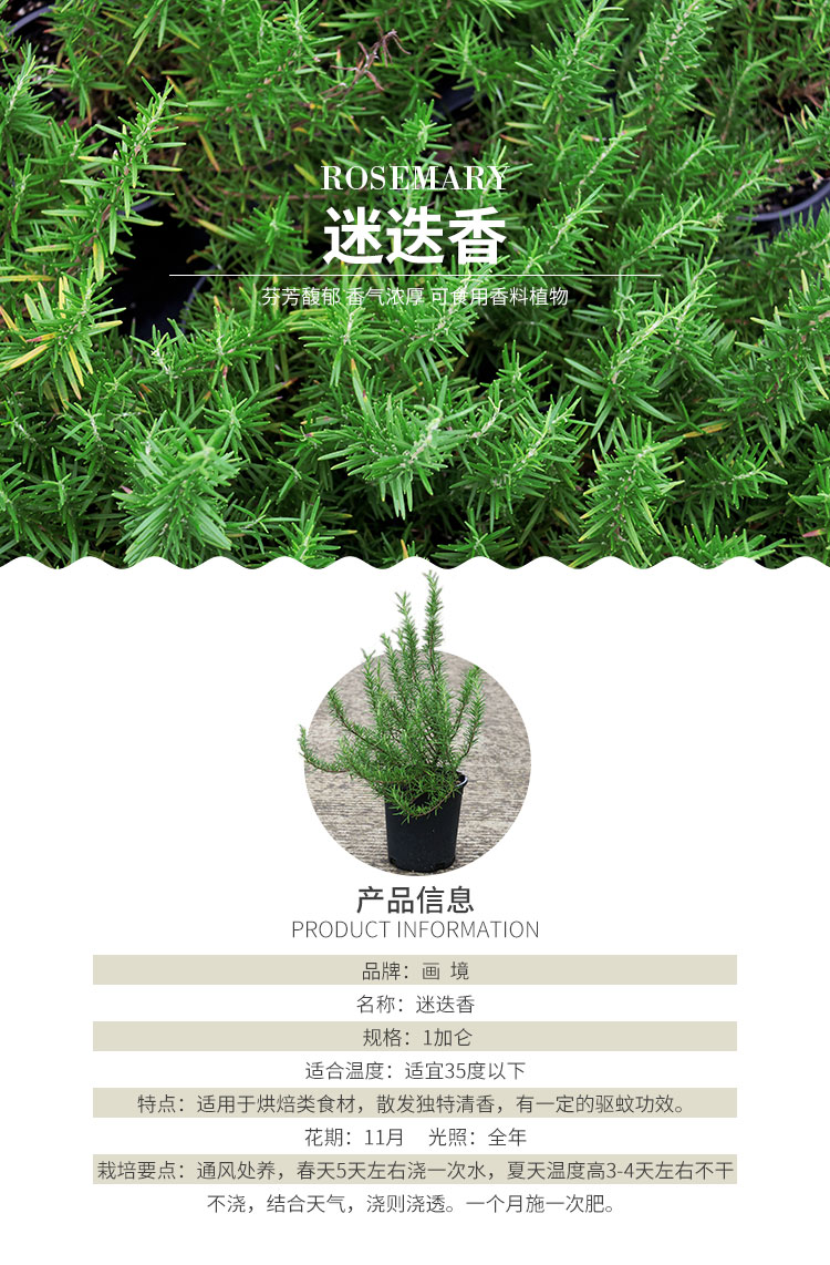 亚洲精品白浆高清久久久久久