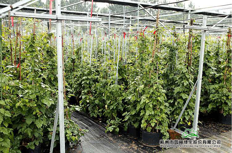 亚洲精品白浆高清久久久久久