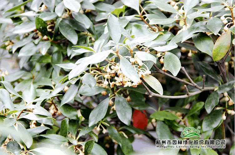 亚洲精品白浆高清久久久久久