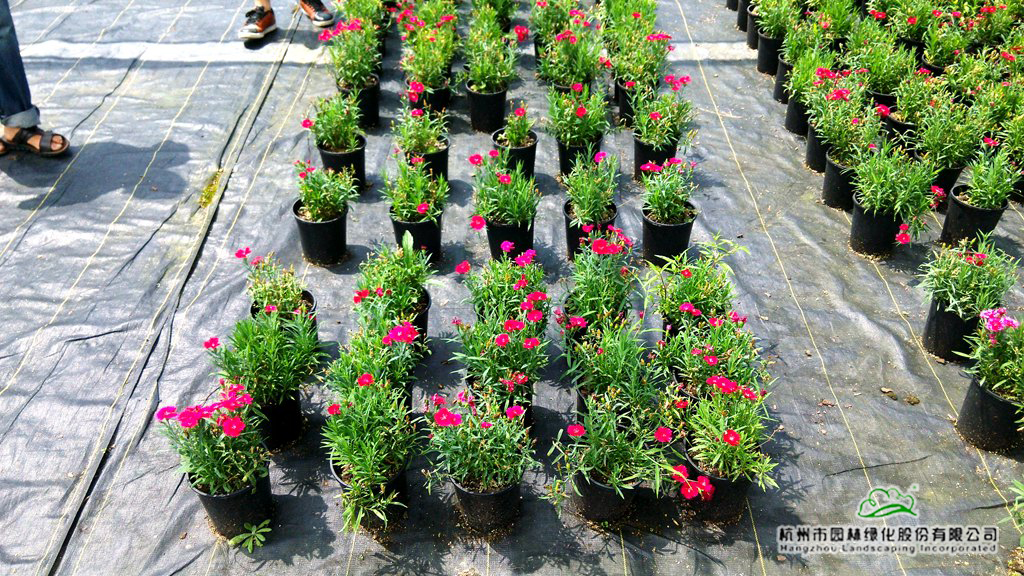 亚洲精品白浆高清久久久久久