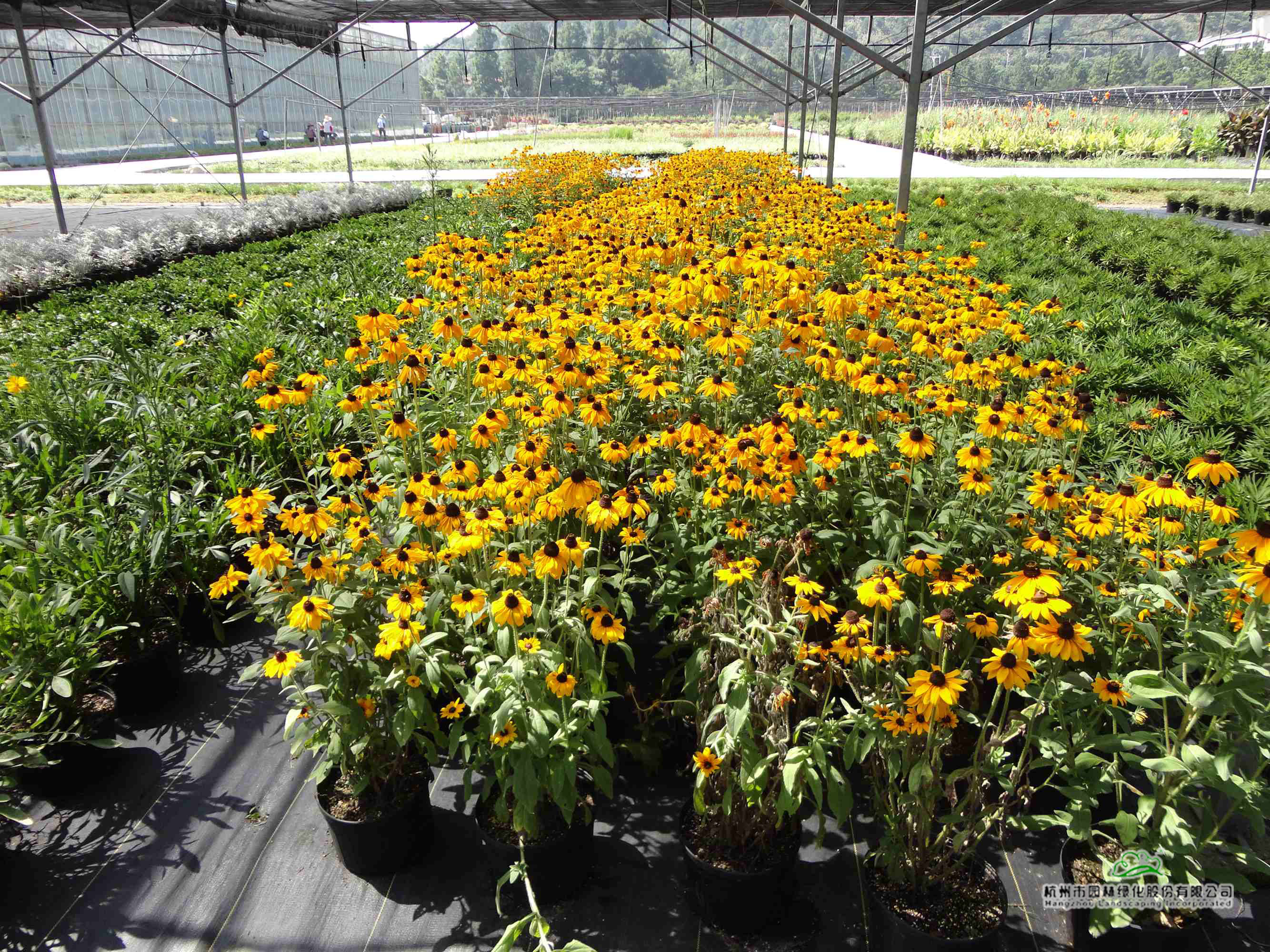 亚洲精品白浆高清久久久久久