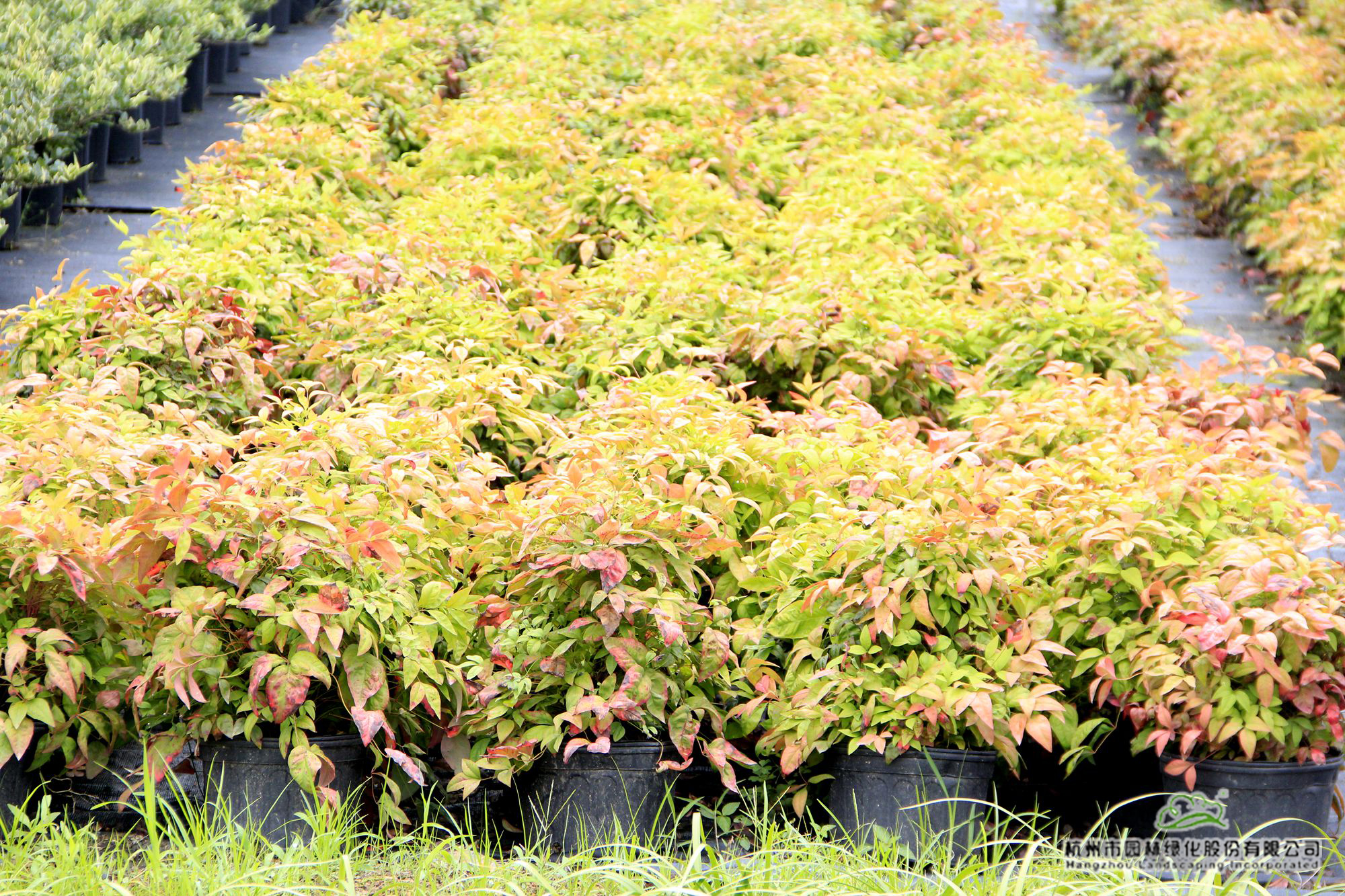 亚洲精品白浆高清久久久久久