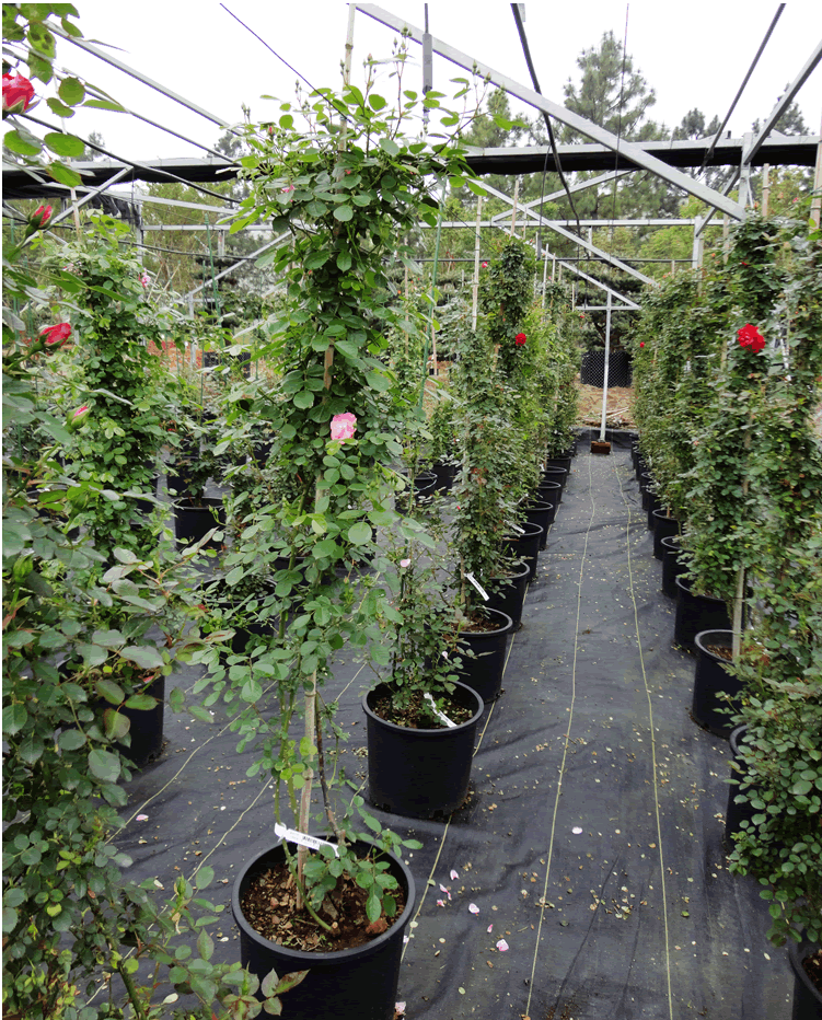 亚洲精品白浆高清久久久久久