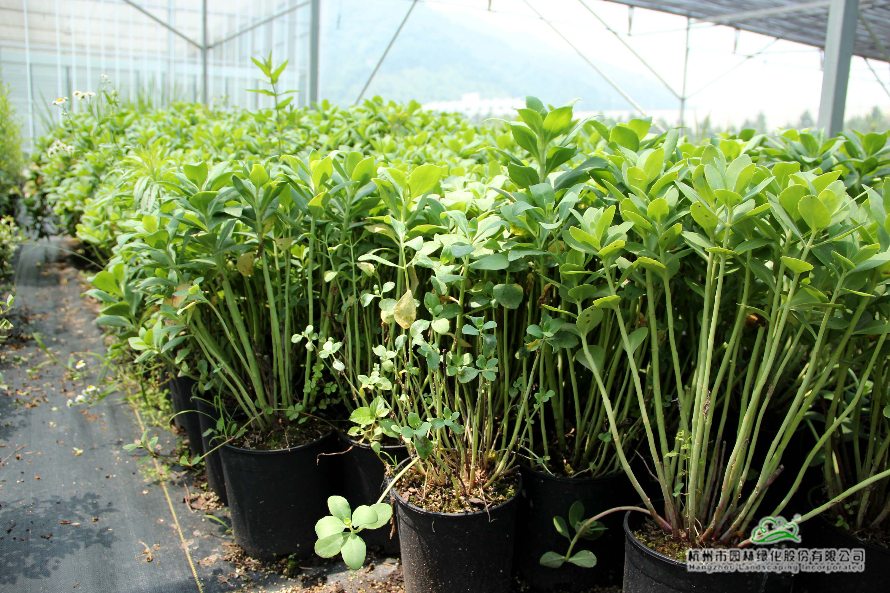 亚洲精品白浆高清久久久久久