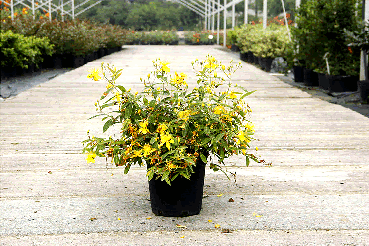 亚洲精品白浆高清久久久久久