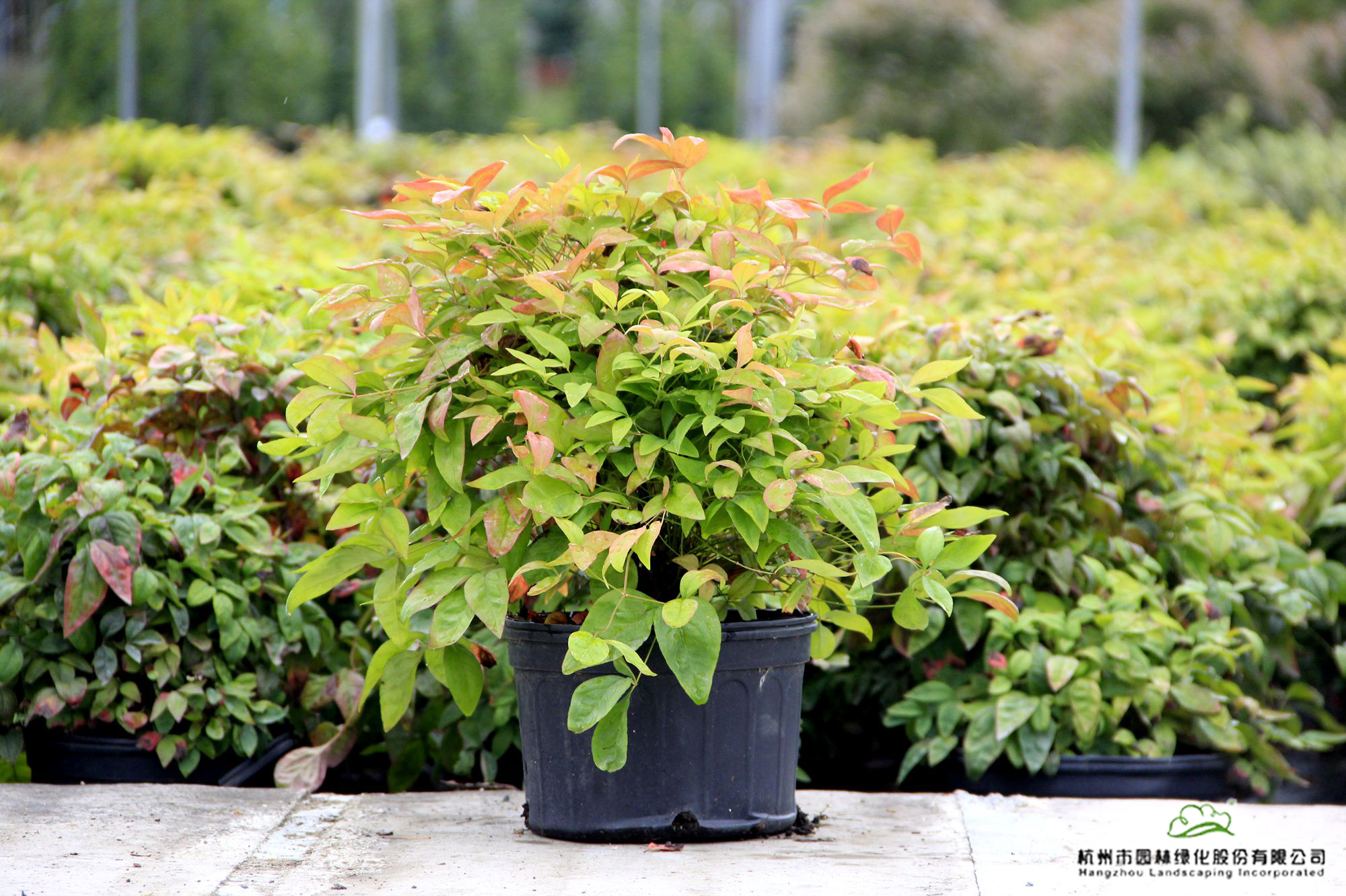 亚洲精品白浆高清久久久久久