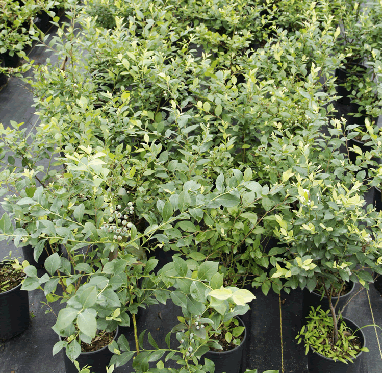 亚洲精品白浆高清久久久久久