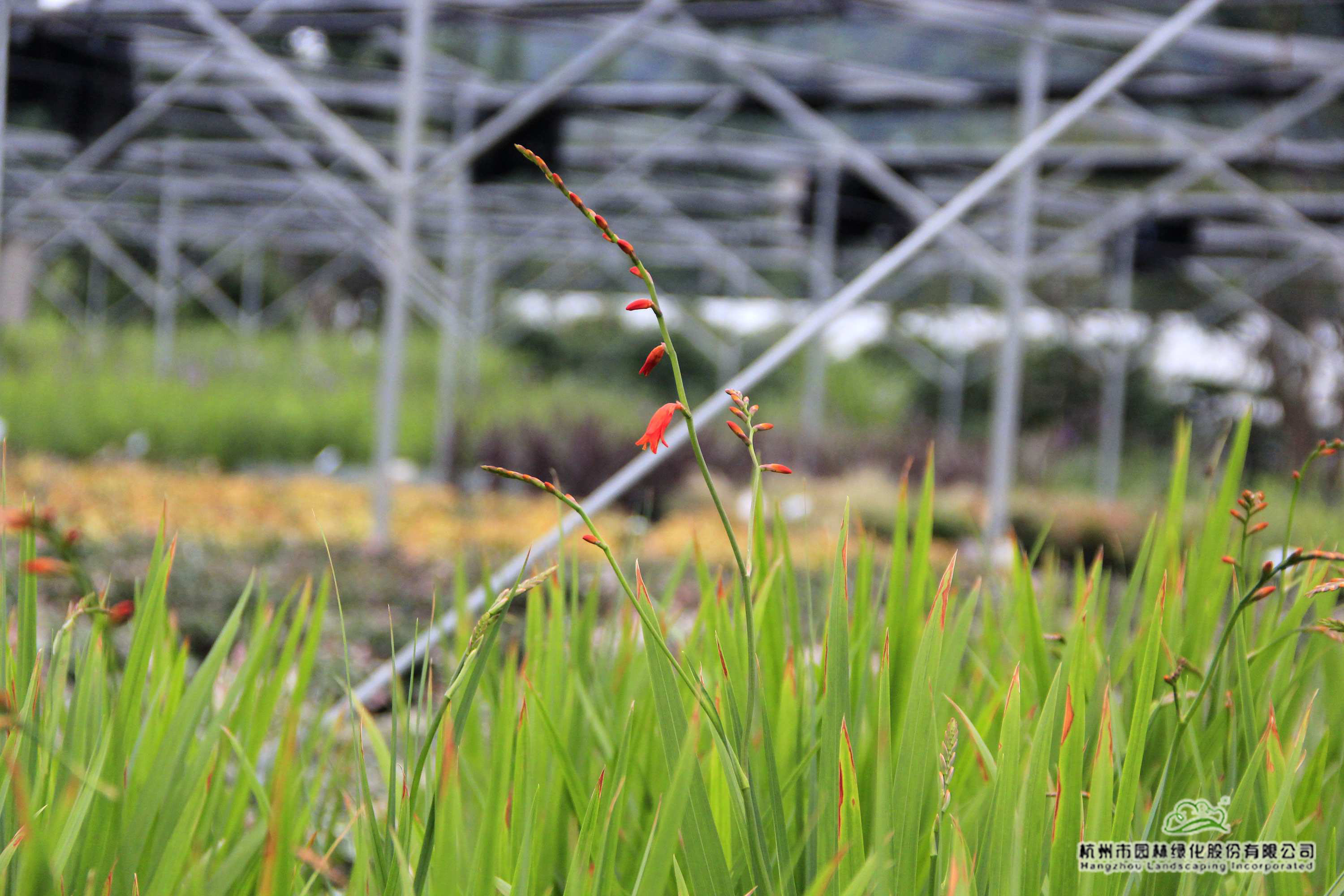 亚洲精品白浆高清久久久久久