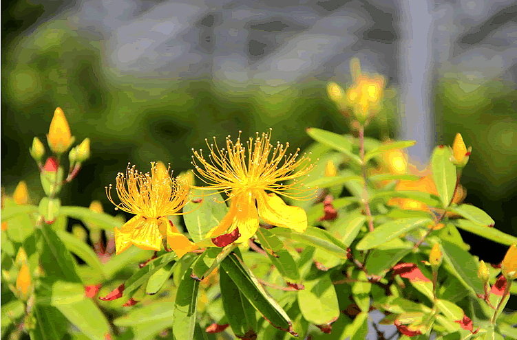 亚洲精品白浆高清久久久久久