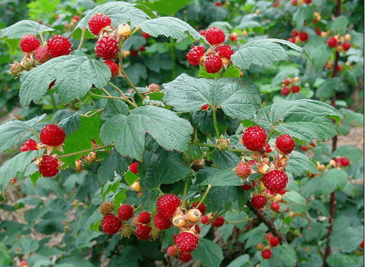 亚洲精品白浆高清久久久久久