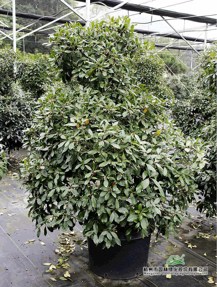 亚洲精品白浆高清久久久久久