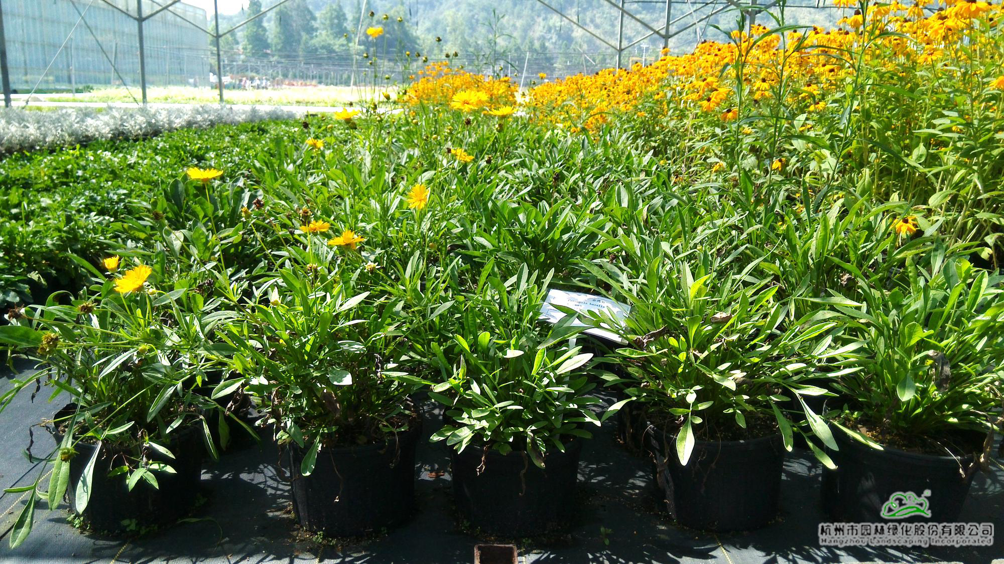 亚洲精品白浆高清久久久久久