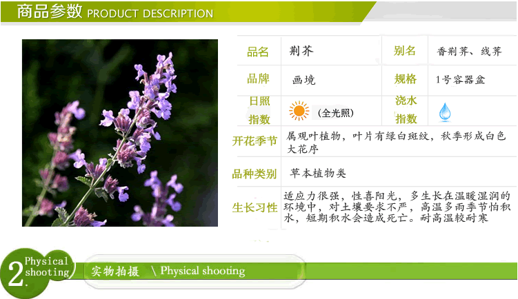 亚洲精品白浆高清久久久久久