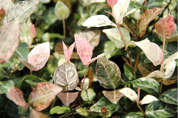 亚洲精品白浆高清久久久久久