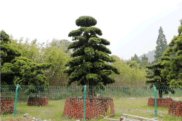 亚洲精品白浆高清久久久久久