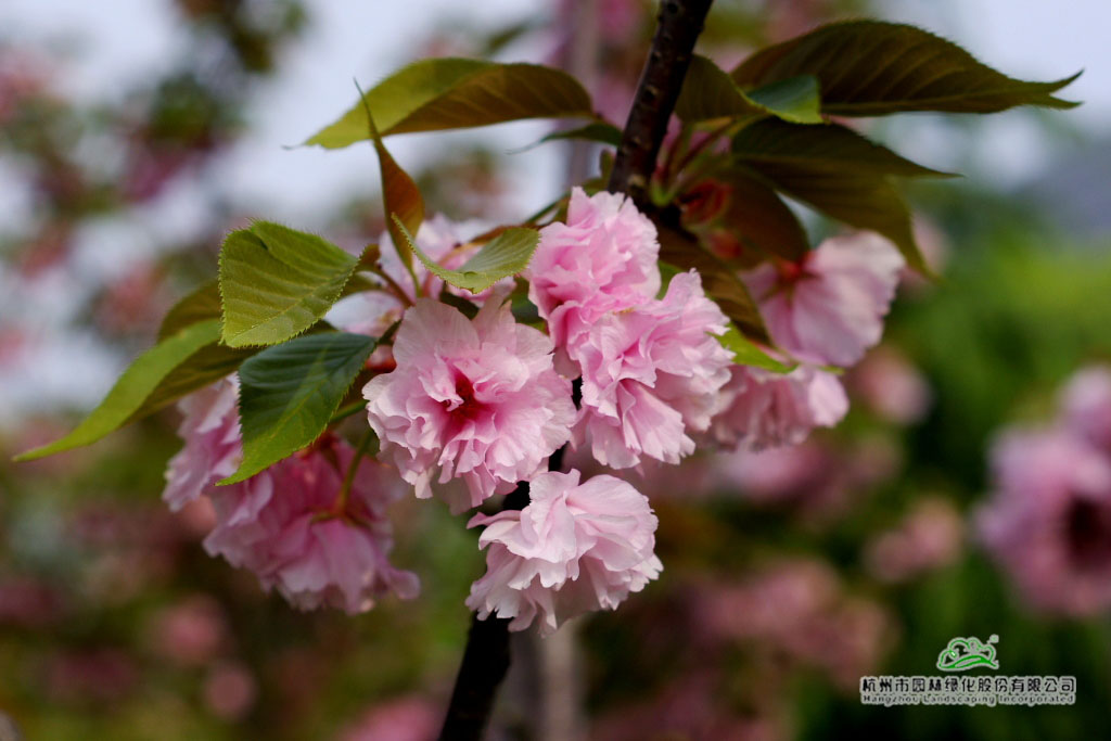 亚洲精品白浆高清久久久久久