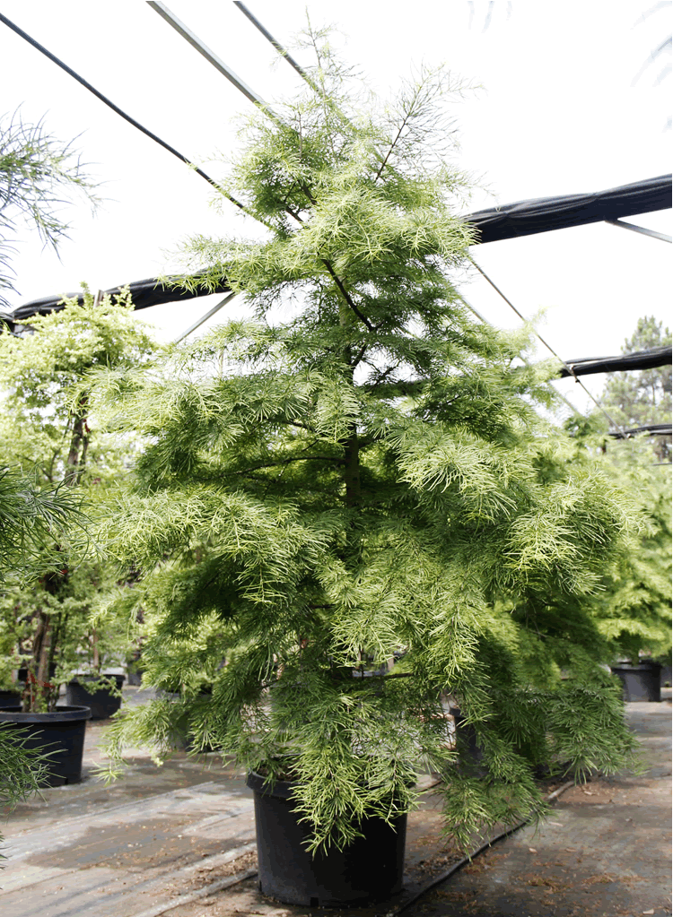 亚洲精品白浆高清久久久久久