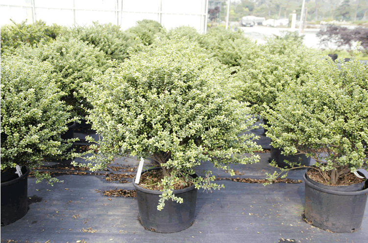 亚洲精品白浆高清久久久久久