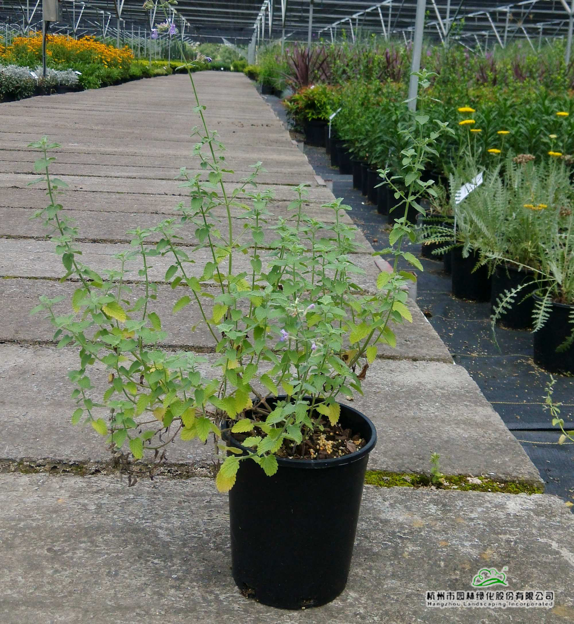 亚洲精品白浆高清久久久久久