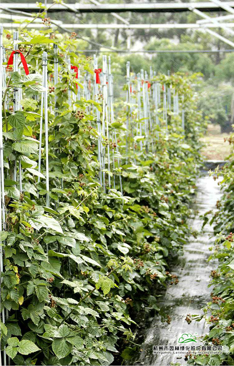 亚洲精品白浆高清久久久久久